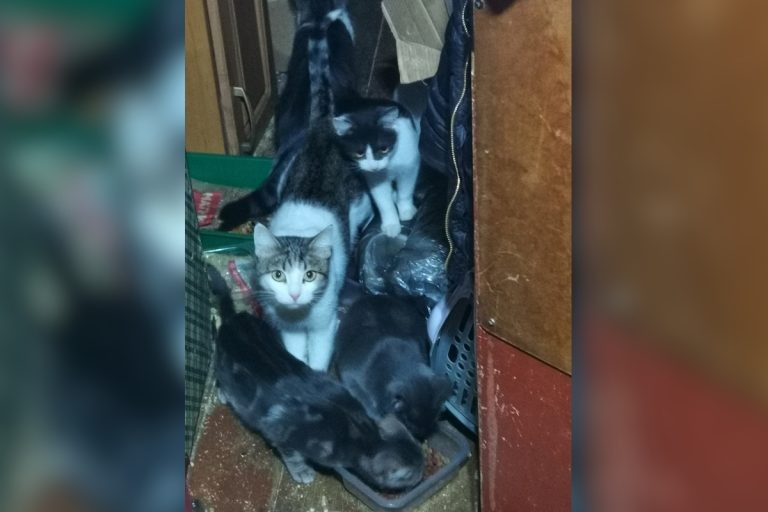 В Твери спасают кошек пенсионерки, которую разбил инсульт