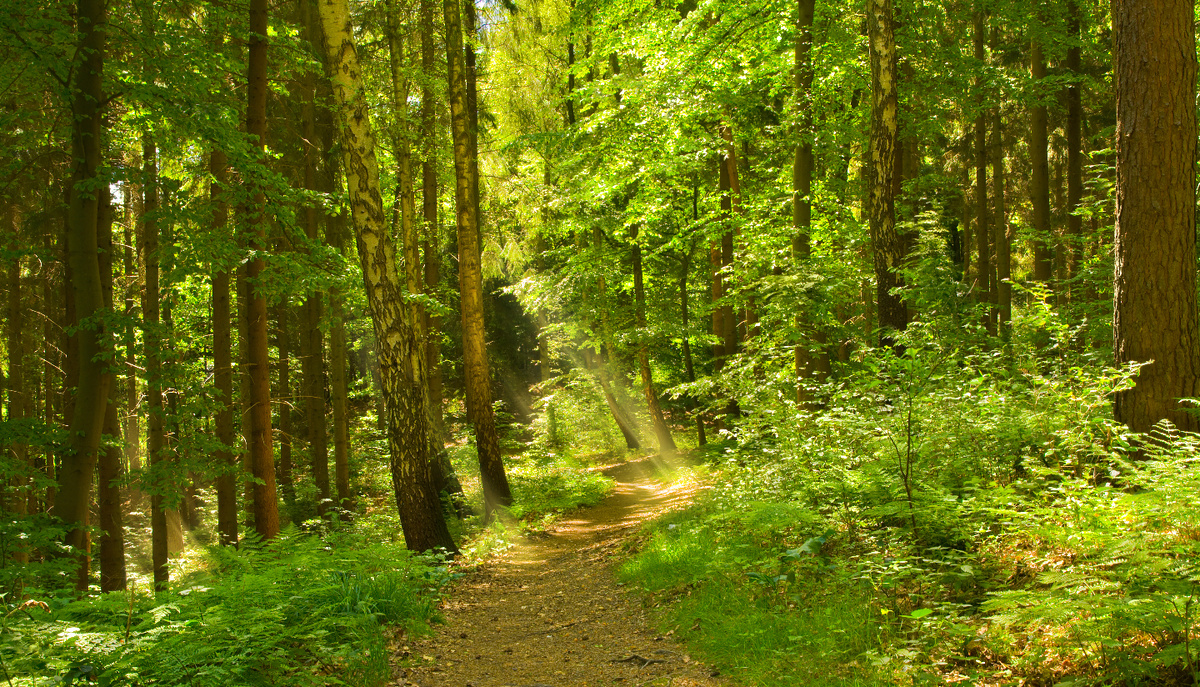     Фото: Inga Nielsen/Shutterstock/FOTODOM В отличие от чистых ельников, сосняков или березовых рощ, смешанные леса представляют собой пеструю мозаику из разных видов