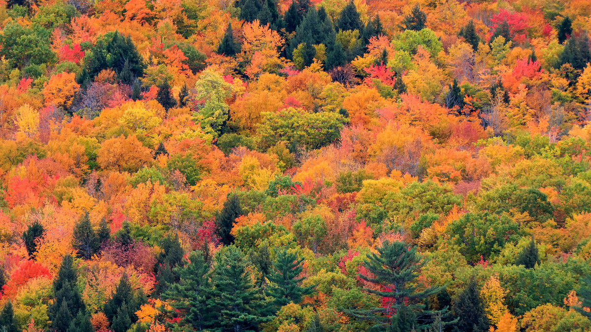     Фото: His Views/Shutterstock/FOTODOM Разные виды по-разному взаимодействуют с окружающей средой, создавая более сложную и стабильную экосистему, где у каждого есть своя ниша