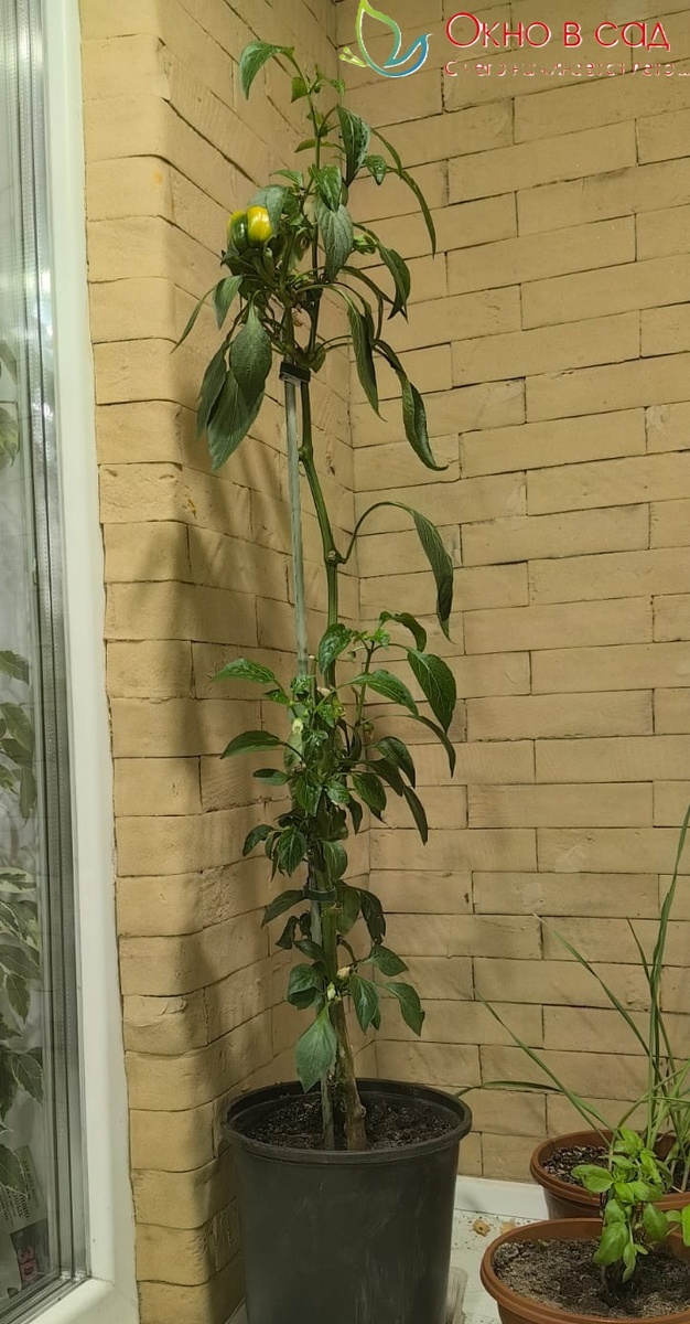 Фото из личного архива автора