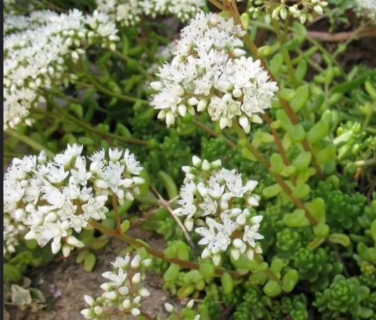 Седум белый