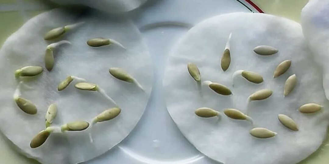 🌾 Сколько живут семена на самом деле: разоблачаем мифы о всхожести