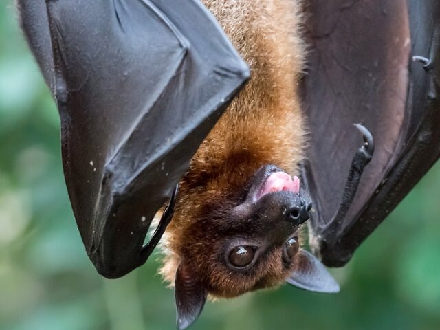    Фото: 123RF.com/benjaminboeckle