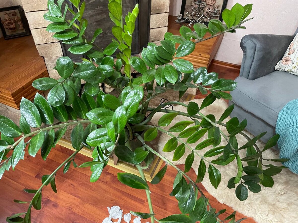 Замиокулькас. Фото автора