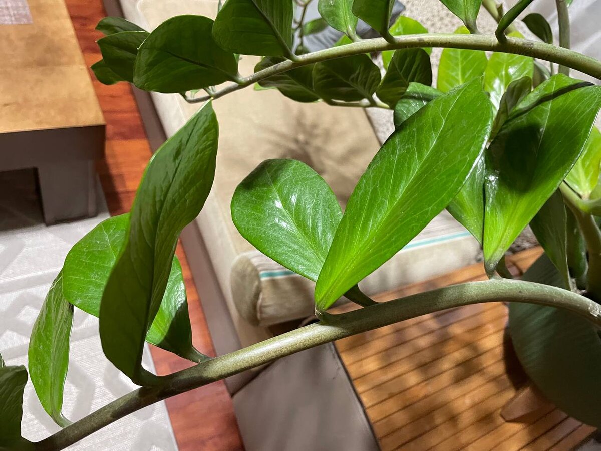 Расстояние между пластинами при недостатке света большое. Фото автора 