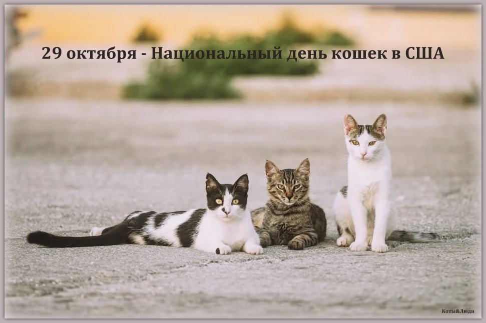 Коллаж автора