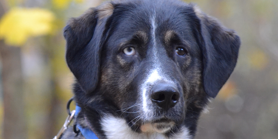 Этому псу явно повезло. Могли бы и к дереву в лесу привязать или отвезти за много километров