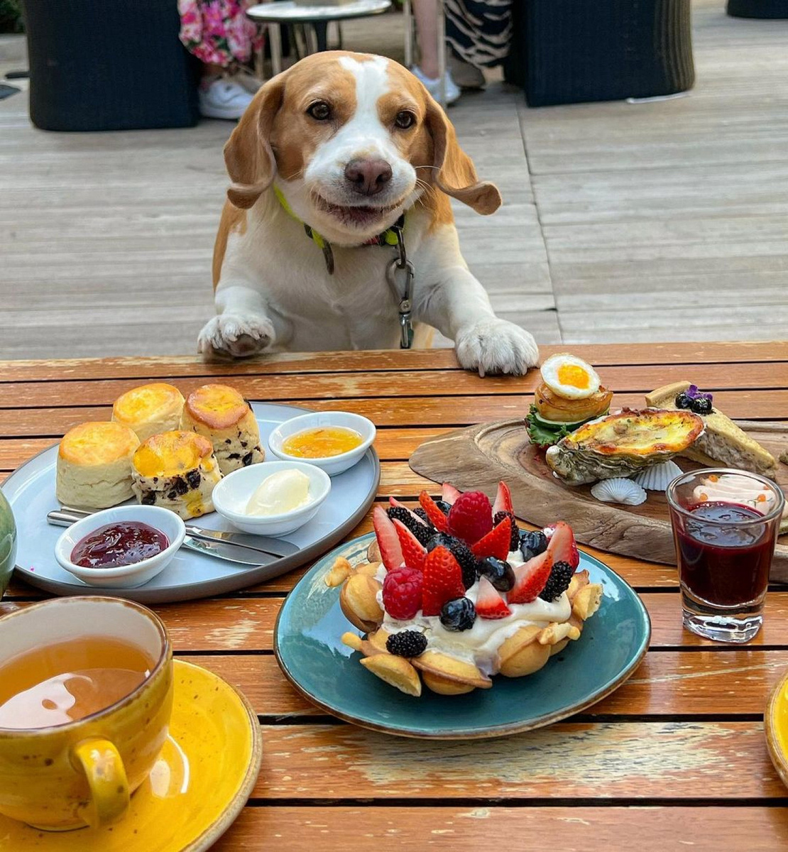 Муту любит поесть: на некоторых фотографиях в профиле он тянется лапой за человеческой едой или хитро заглядывается на сладости