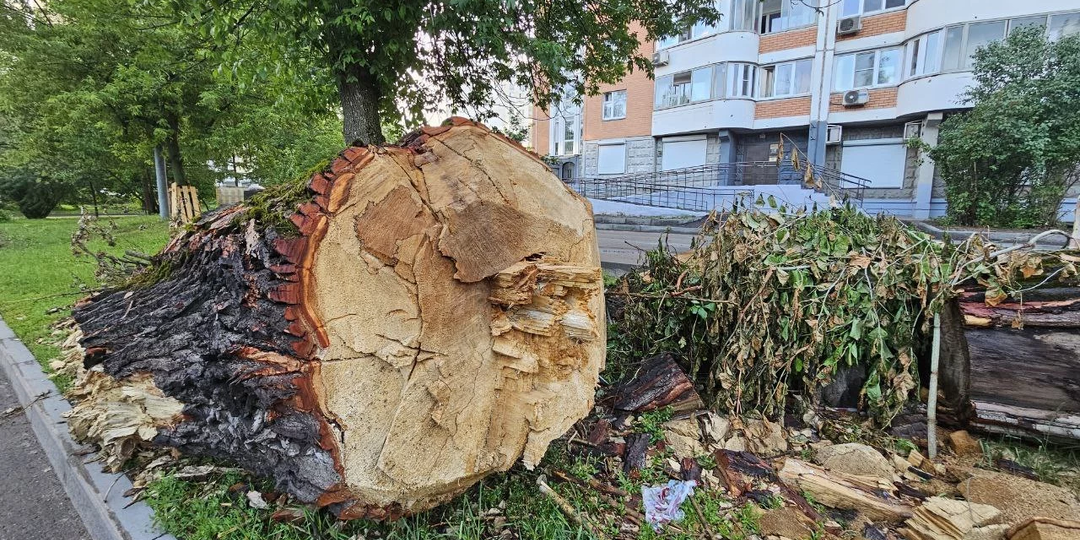 "Кто должен спиливать аварийные деревья во дворе: почему УК может действовать без собрания собственников"