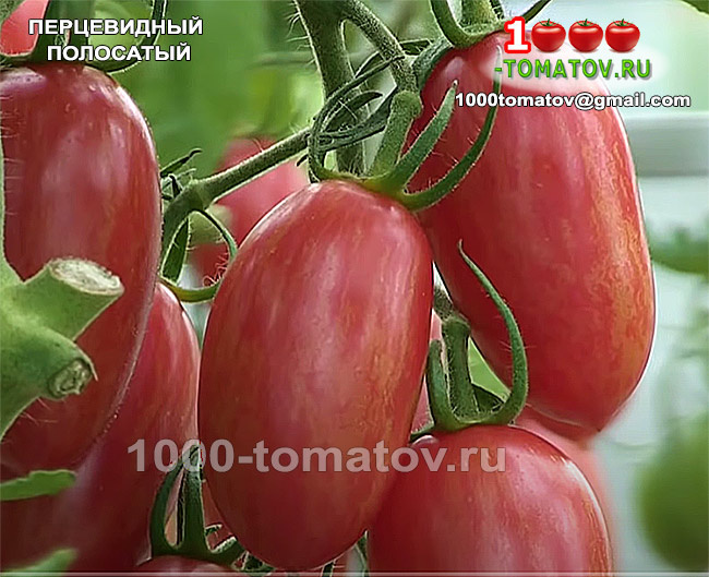 Томат Перцевидный полосатый фото 1