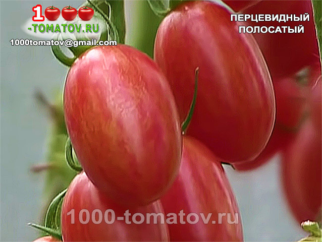 Томат Перцевидный полосатый фото 2