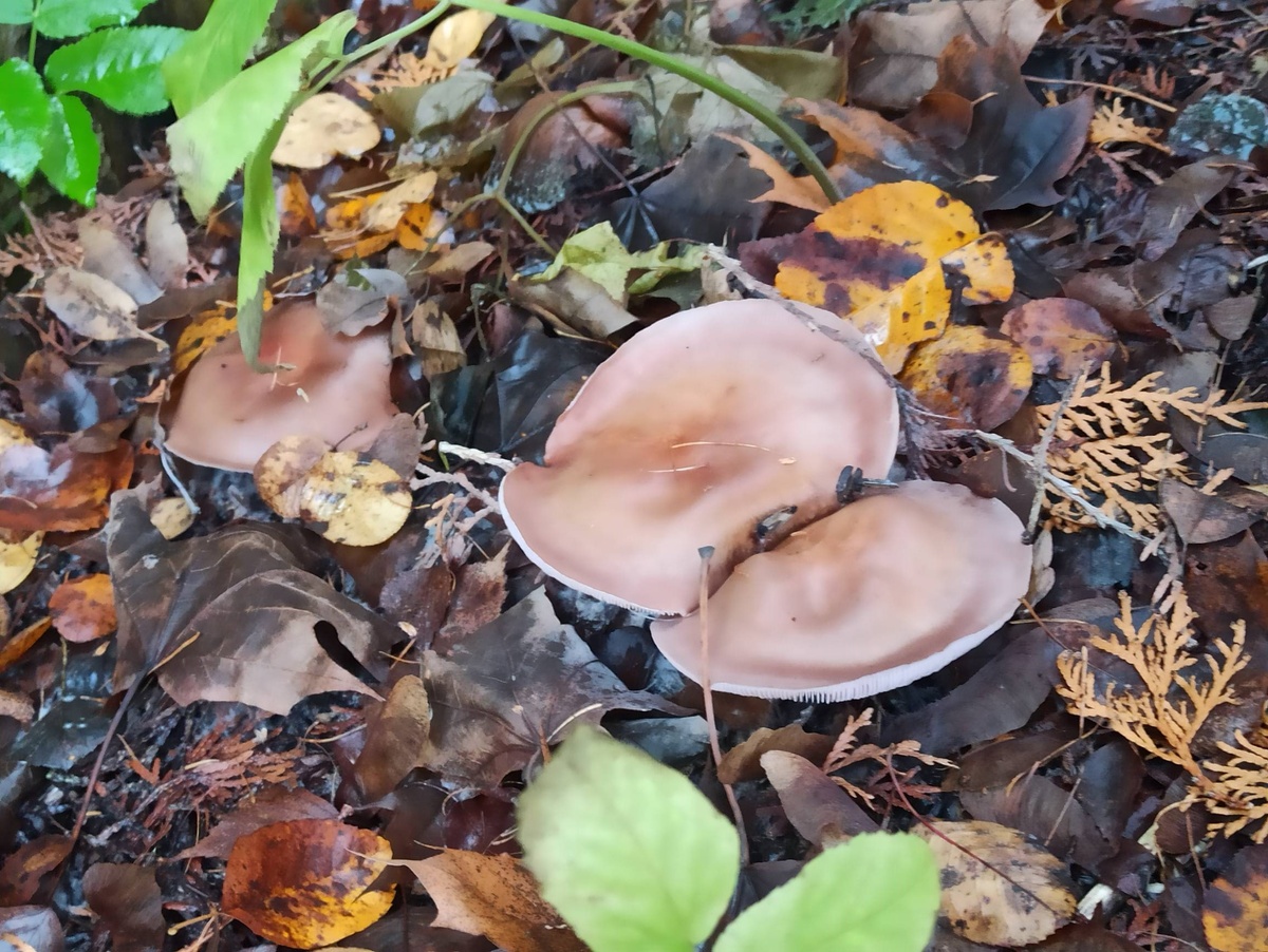 Садовые "синички". 