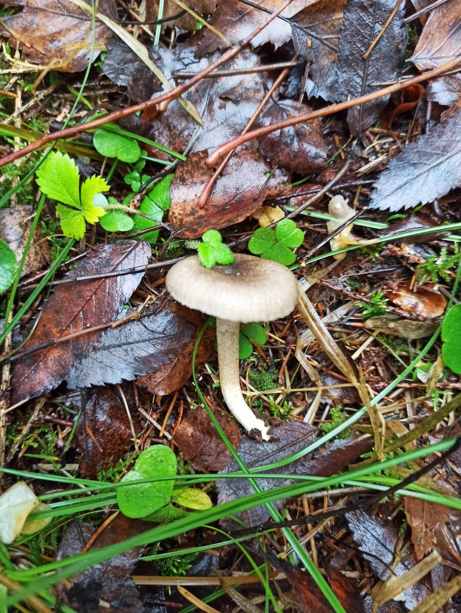 Гигрофор пятнистый