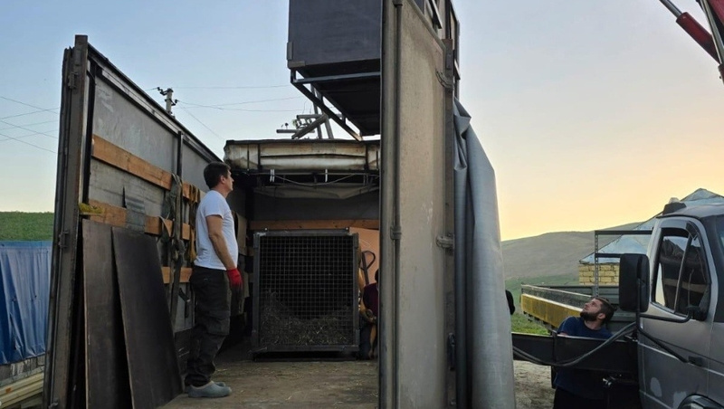    Медведей повезут в «Дом тигра» Фото: Росприроднадзор