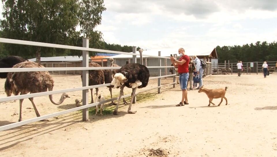    Страусиное ранчо. Источник: телеканал "Толк"