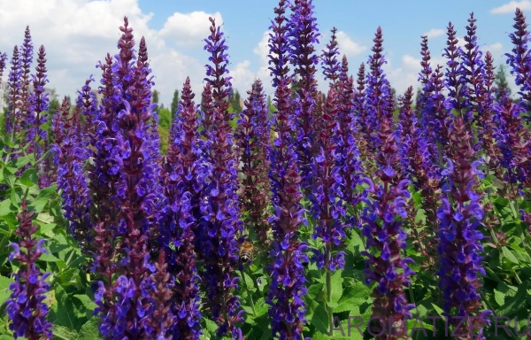 Шалфей дубравный. Фото из архива