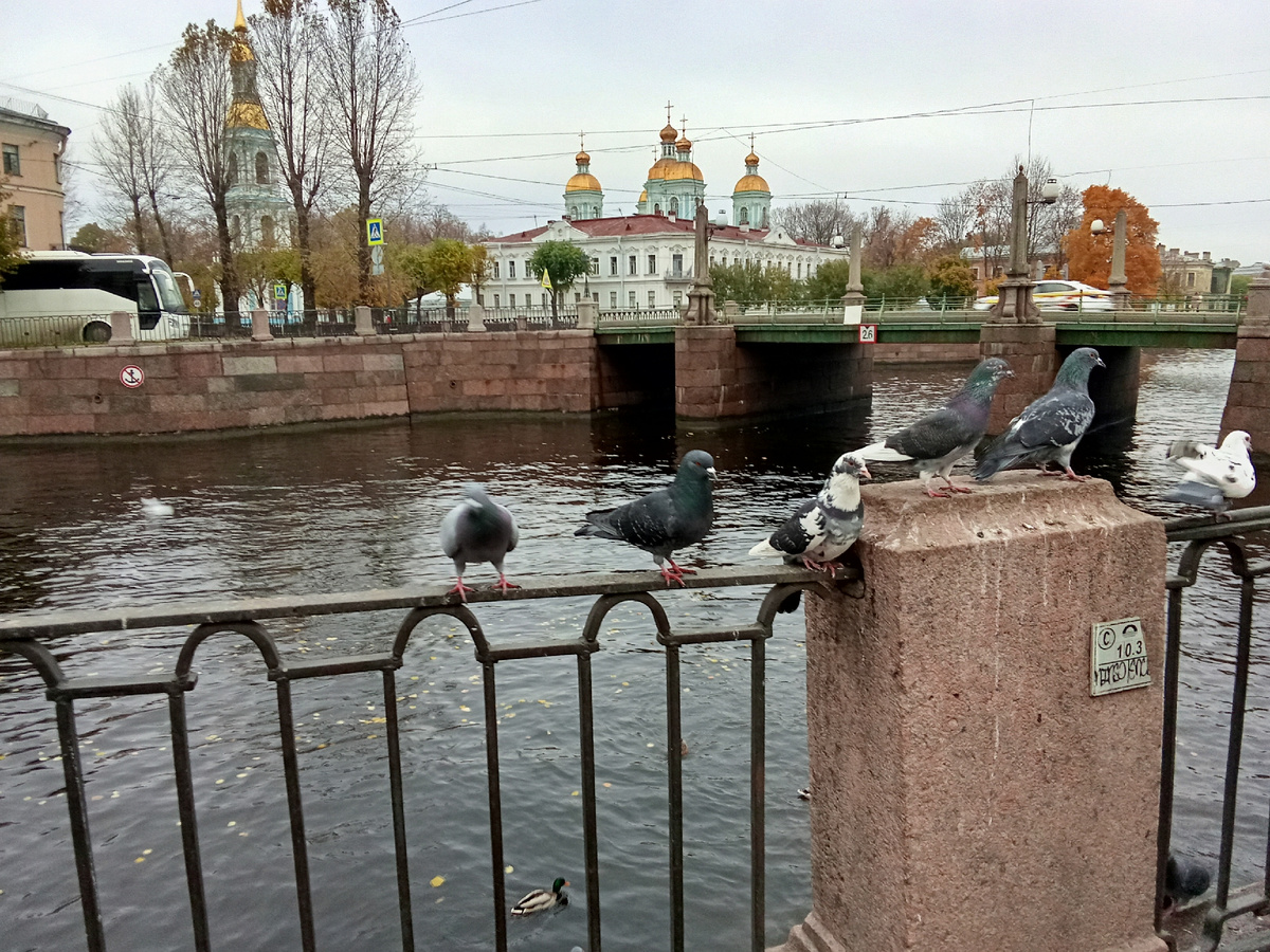 Вид на Пикалов мост