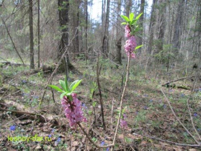 Цветёт волчье лыко (волчеягодник обыкновенный) (фото с блога "Лесная кладовая")