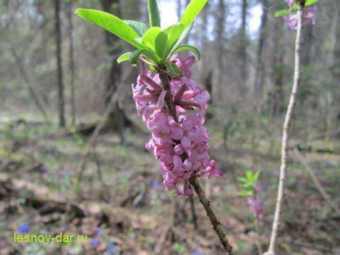 Верхушка цветущего побега волчеягодника (фото с блога "Лесная кладовая")