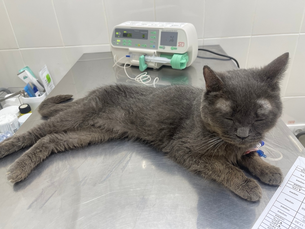 Марсик в ветклинике