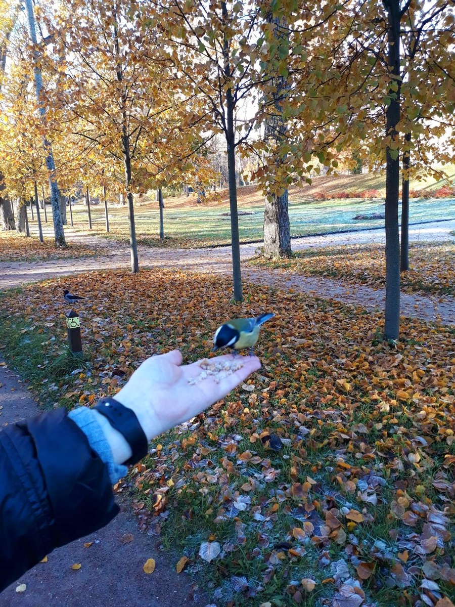 Ручная синичка 🐥