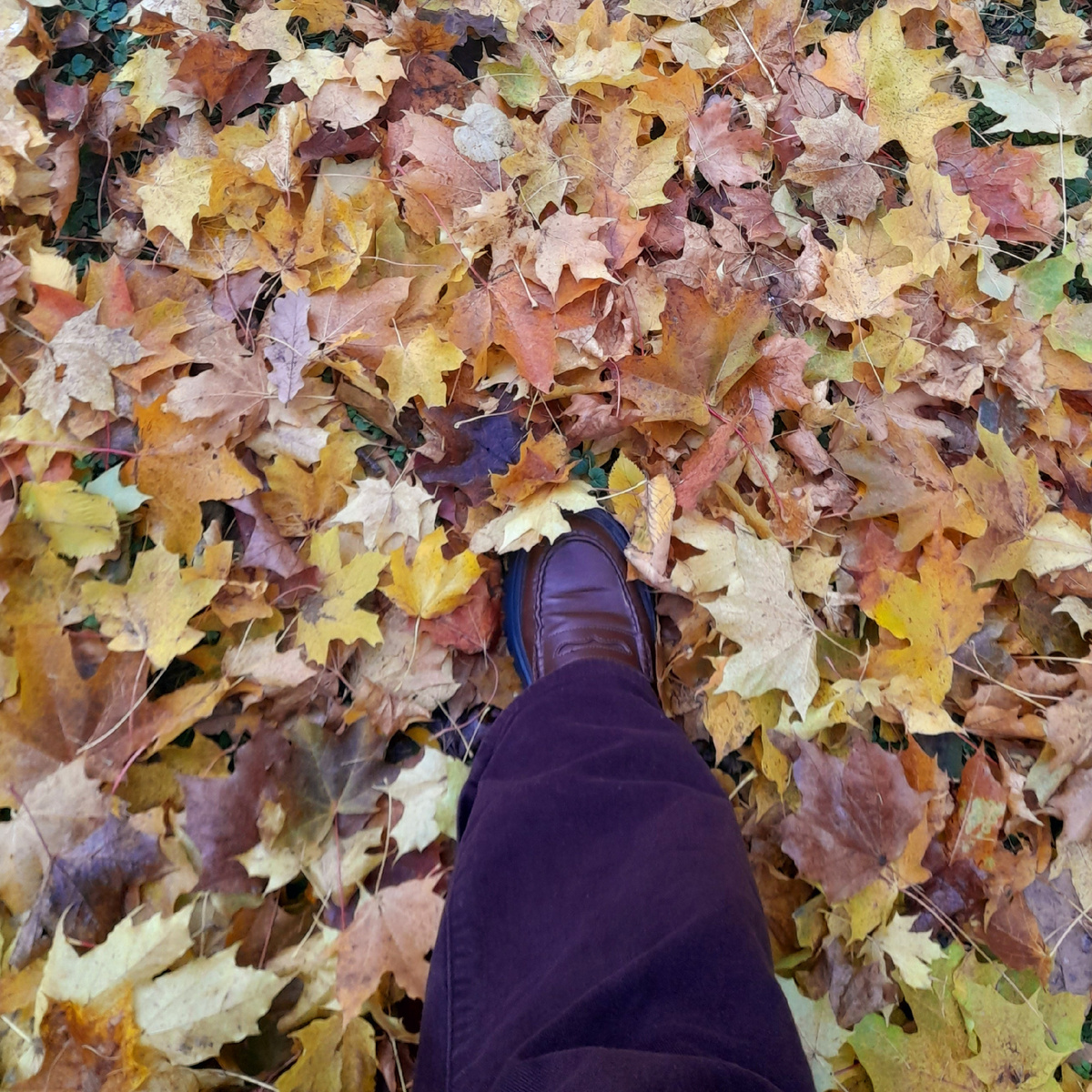 Осень 🍂 🍁🍁🍁