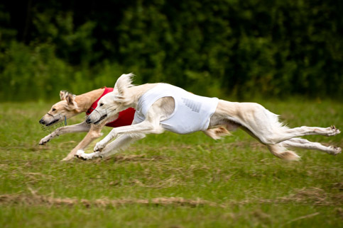 Сэхра Эль Мирасдар