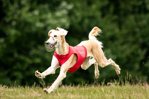 Сэхра Эль Мен Лелап