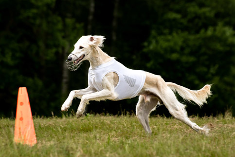 Сэхра Эль Мирасдар