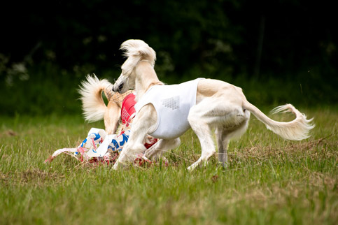 Сэхра Эль Мирасдар