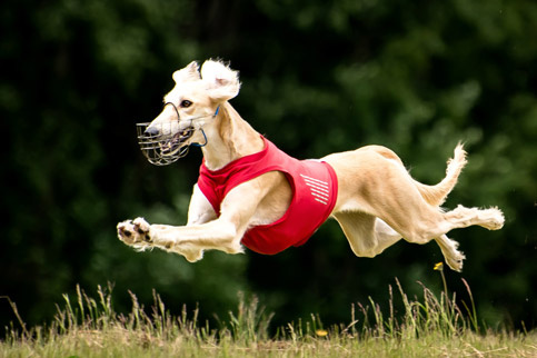 Сэхра Эль Мен Лелап