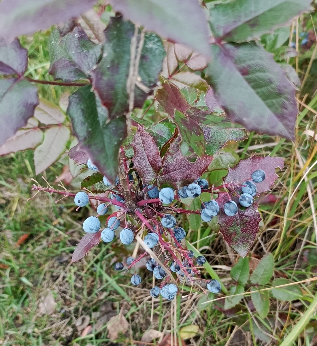 Магония падуболистная Фото автора статьи.