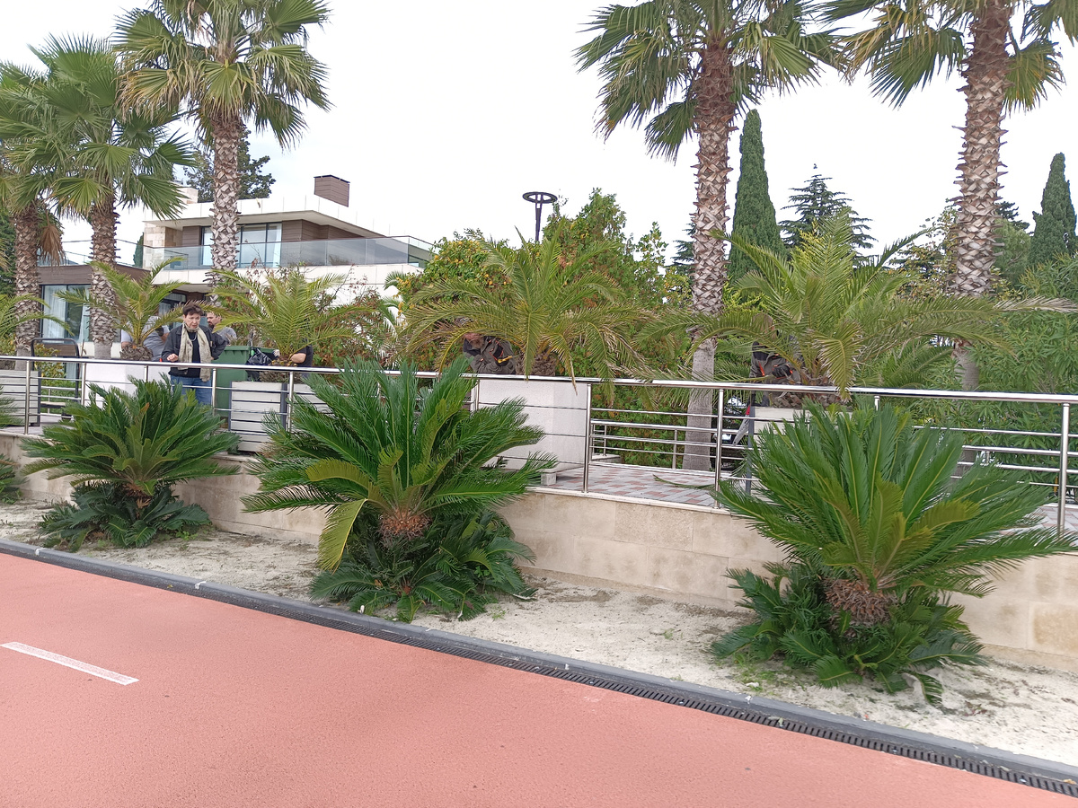 Саговсниковые пальмы о парк-отеля "Арфа", конец октября 2025