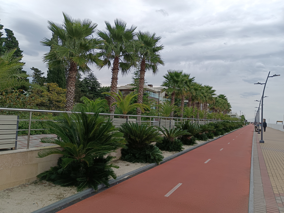 Саговсниковые пальмы о парк-отеля "Арфа", конец октября 2025