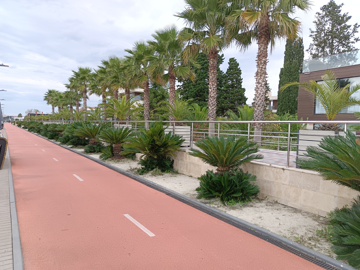 Саговсниковые пальмы о парк-отеля "Арфа", конец октября 2025