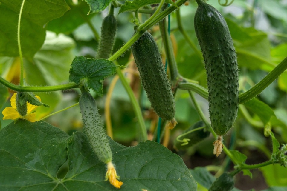    Мини-грядку лучше устроить в комнате, на столе или на стеллаже у окна. Фото: Natallia Kirylka / Shutterstock / Fotodom