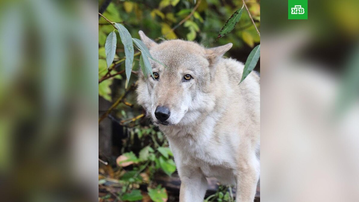    Фото: Moscowzoo_official / t.me