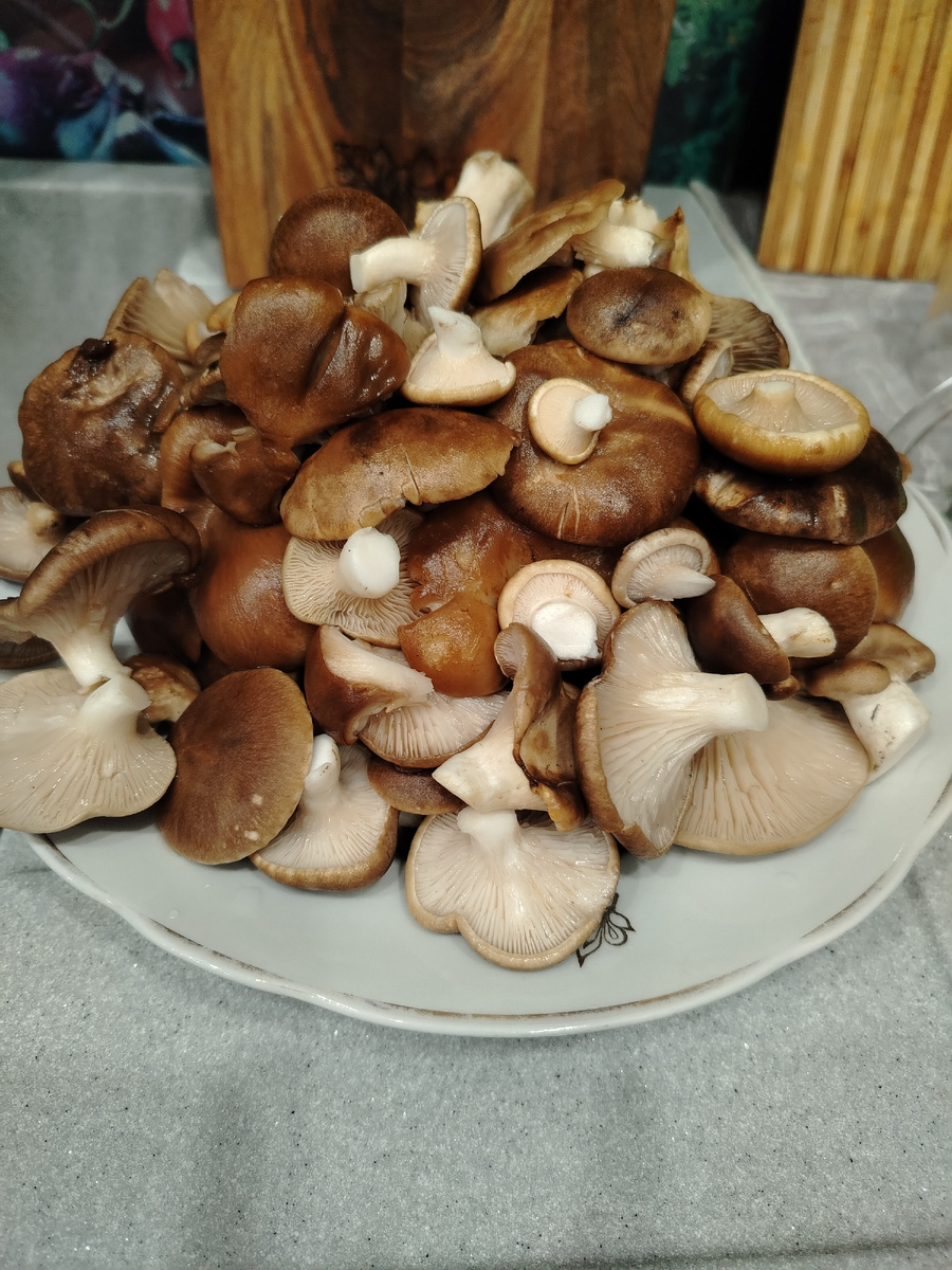 Вешанка степная, или просто однобочки. 