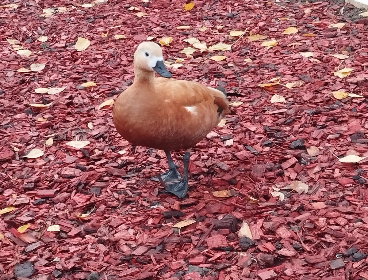 Просто утка. ЗДЕСЬ и далее фото автора и(или) из личного архива автора, если не указано иначе.