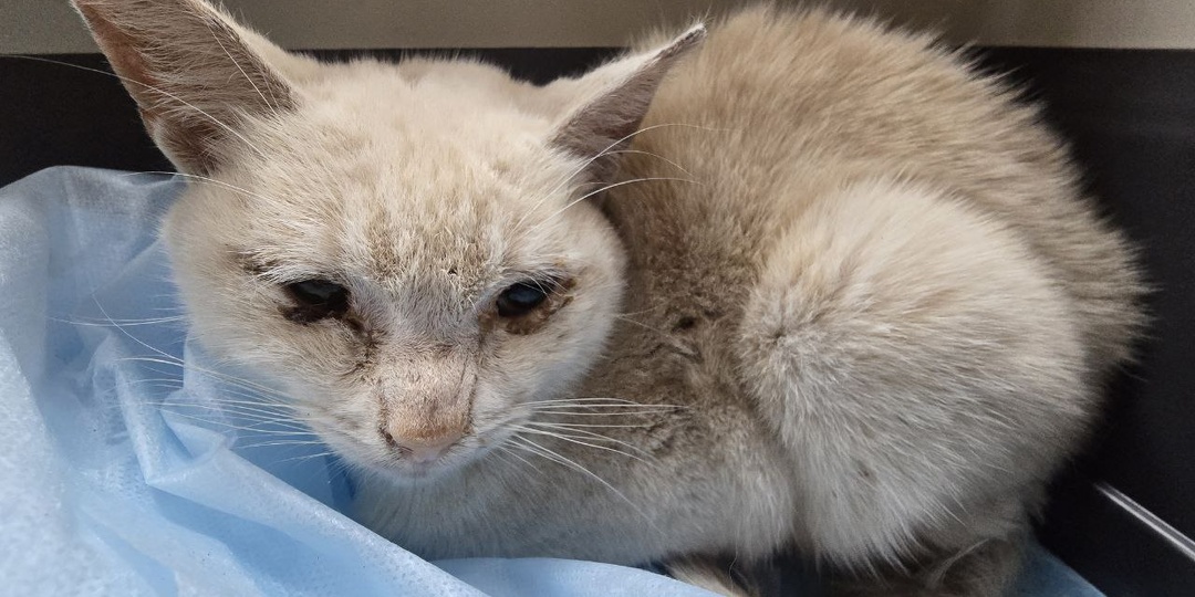 Нам нужна помощь🙏🥺