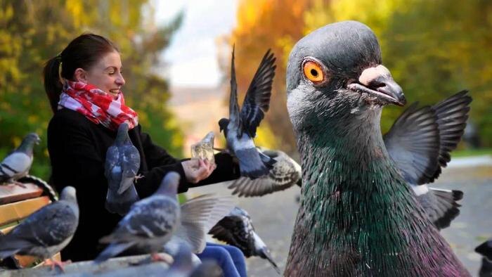 Чем опасны городские голуби и почему их называют летающими «крысами». Обложка © Shutterstock / FOTODOM / sun ok, Gallinago_media, © ТАСС / Лев Федосеев