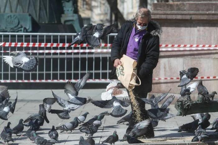 Штрафы России для граждан, любящих плодить голубей во дворе. Фото © ТАСС / Станислав Красильников