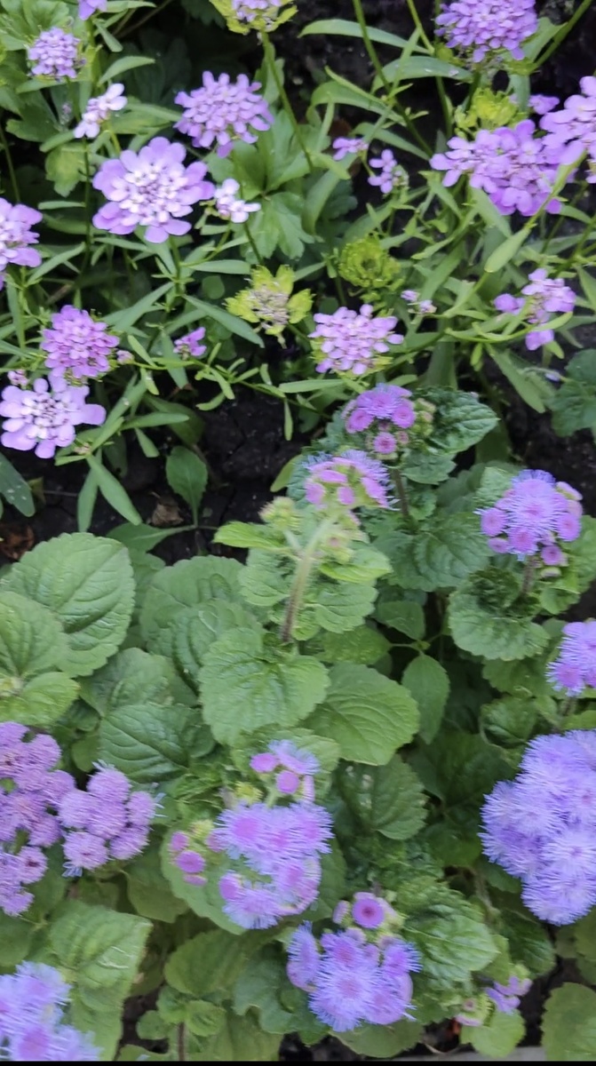 Иберис на заднем плане