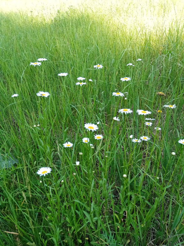 "Это букет ромашек. Я хочу, чтобы он был у тебя", июнь 2021
