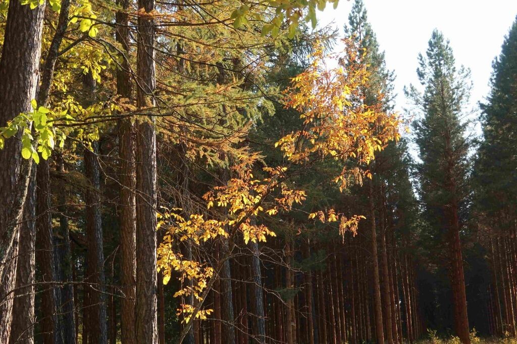    Бузулукский бор впервые попал в топ-10 самых посещаемых особо охраняемых природных территорий России