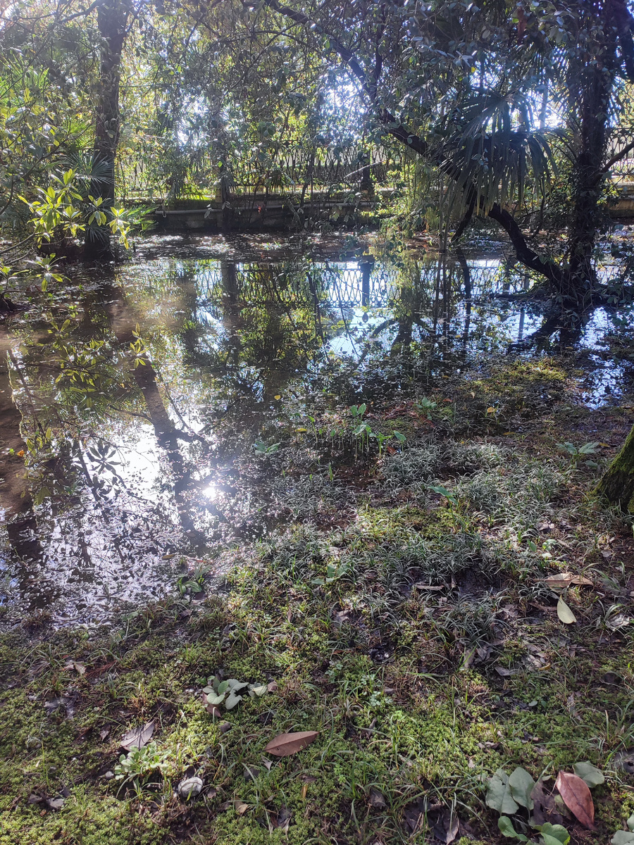 Болотистая местность в Сочи