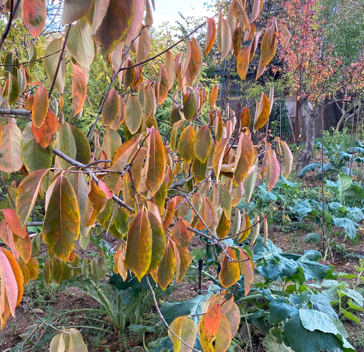 Просто осень. Меняют цвет листья хурмы и груши.