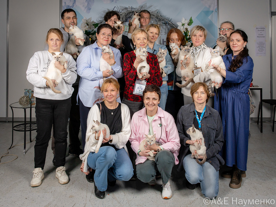 Команда заводчиков тайских кошек дружно реагирует на махалочку в руках фотографа Алексея Науменко, в оличие от кошек
