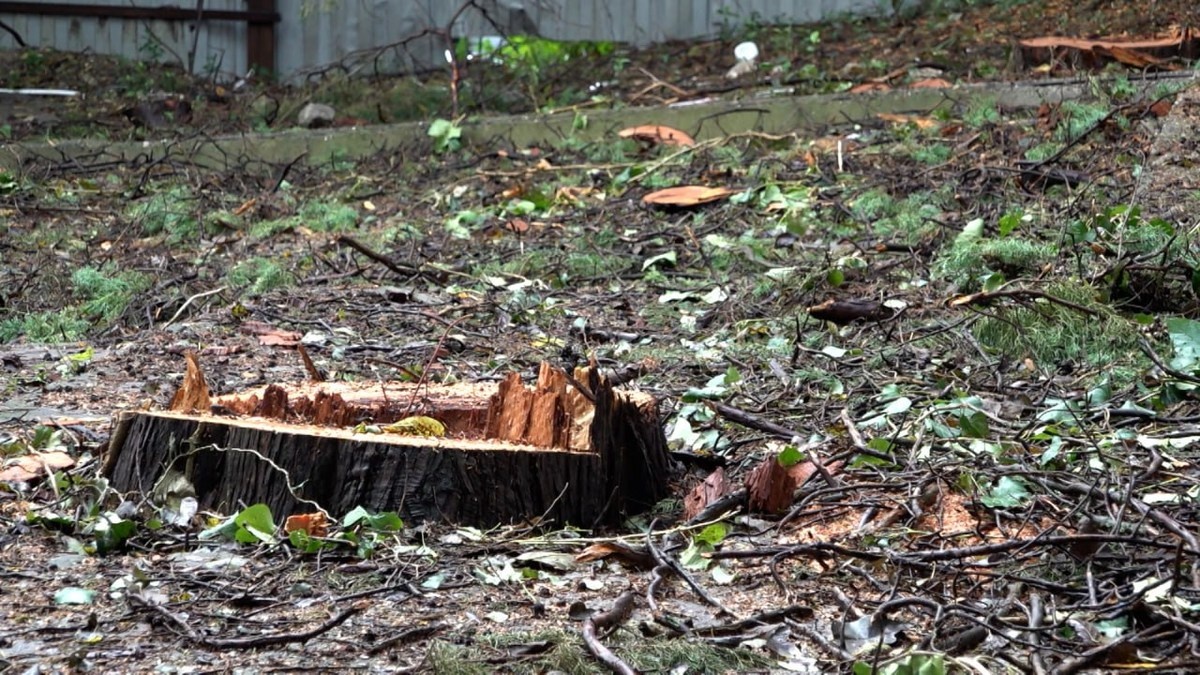    Скриншот видео телеканала «Кубань 24»