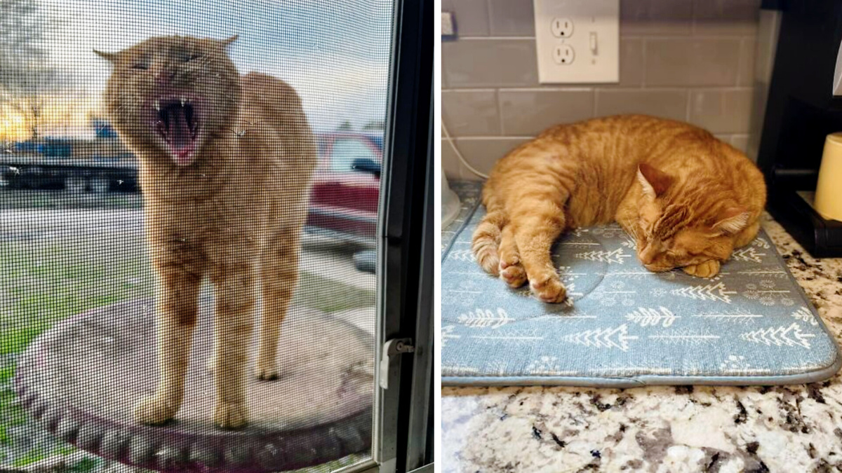 "Этот кот регулярно приходил отдыхать ко мне во двор, а однажды я обнаружила его мирно спящим на кухне" (история от одного кошатника).